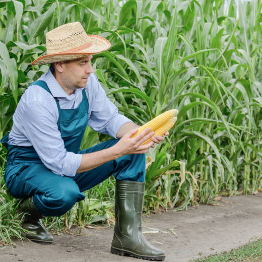 Middle age Farmer inspecting maize at field